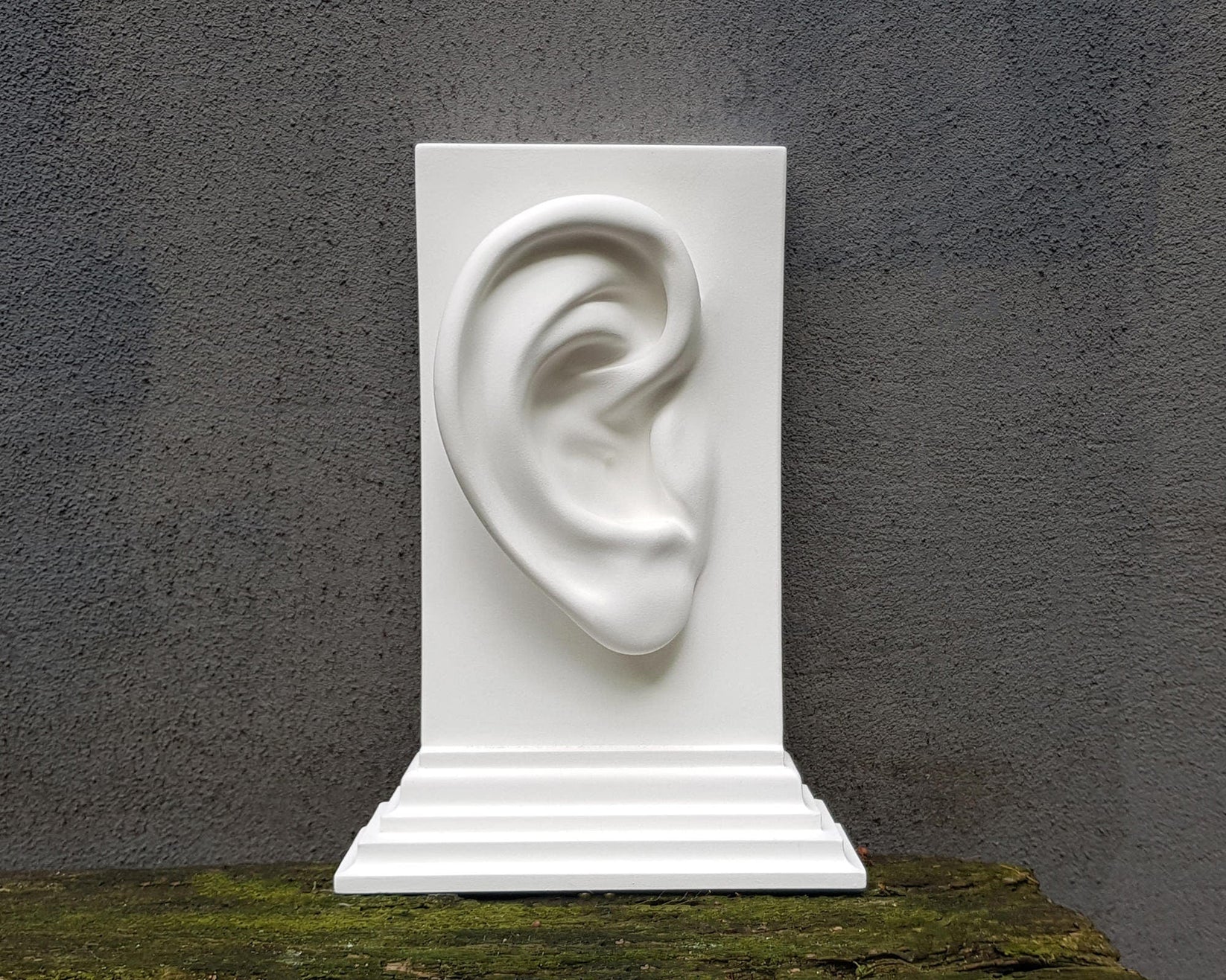 Anatomy Bookends "Ears". - Atelier Article